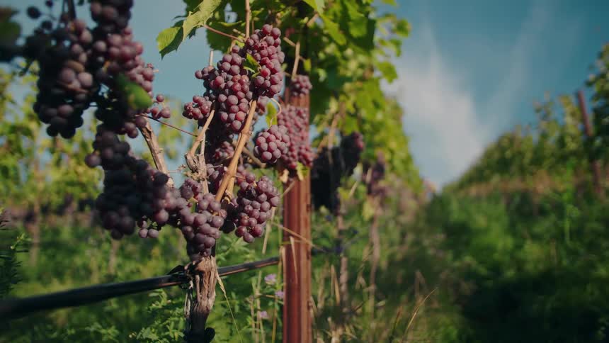 Close up of grapes in an outdoor vineyard during daytime