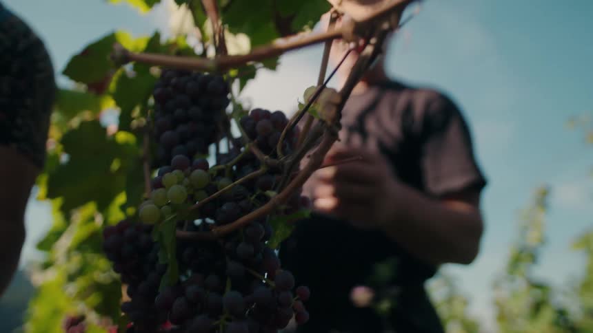 Close up of two male farmers harvesting grapes from a vineyard outdoors during daytime