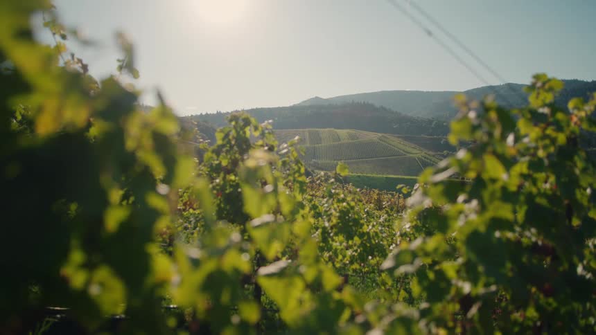 The sun is shining on the vineyard