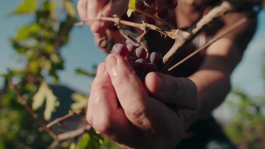 Hands harvest ripe grape clusters beneath blue sky among green foliage