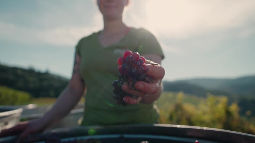 In a sunlit vineyard a woman holds up a handful of freshly crushed grapes their juice dripping from her hand