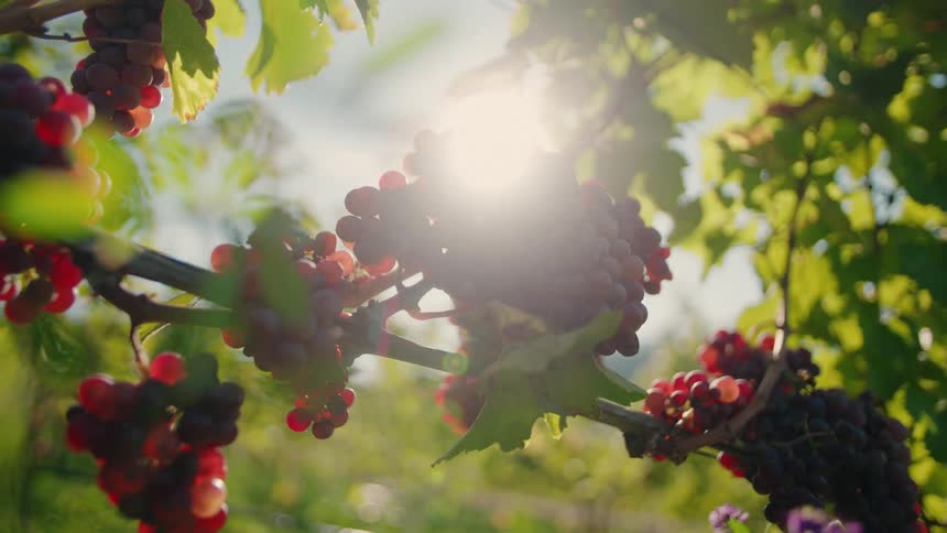 Grape clusters in varying stages of ripeness hang among leaves under sunlight