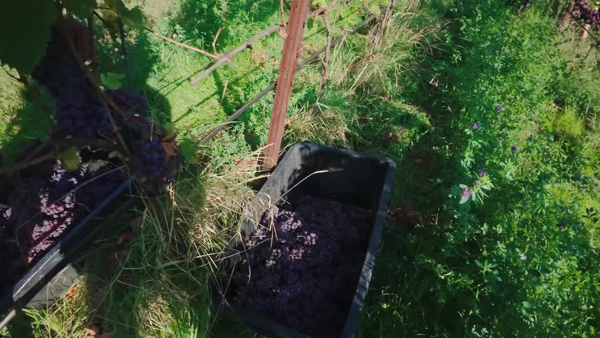Outstretched arms harvest dark grape cluster directly from vine over grassy ground