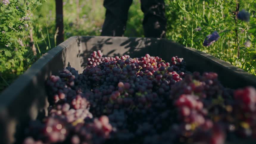 Freshly harvested red and purple grapes fill container outdoors amid vegetation