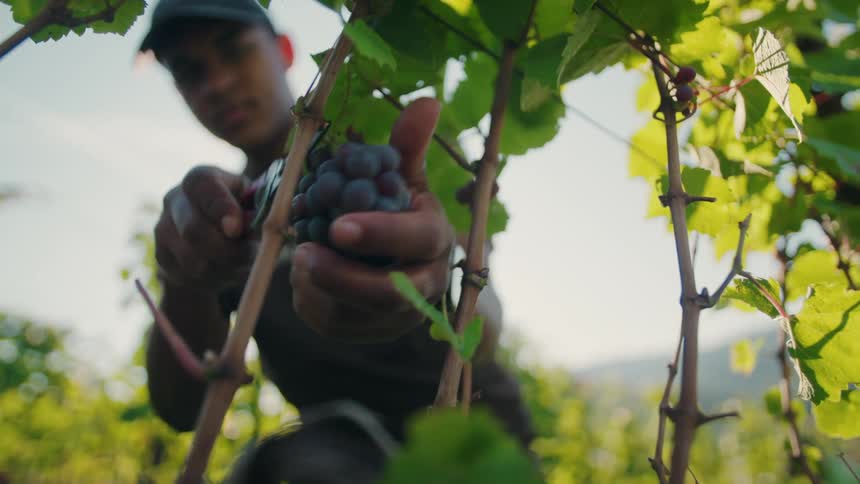 The man harvests grapes from the vines