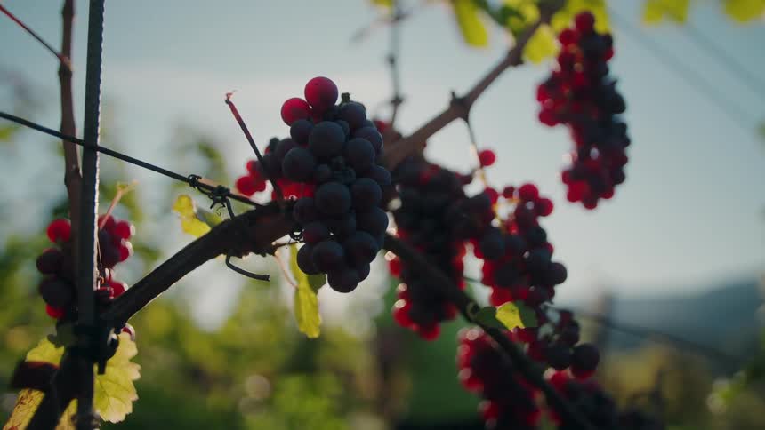 Clusters of red grapes hanging from the vine with sunlight in the background