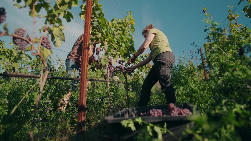 Workers carefully harvest grapes in a vineyard