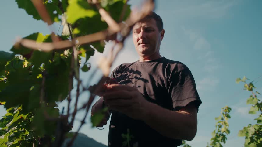 Person harvests grapes in a mountainous vineyard under clear sky surrounded by green foliage