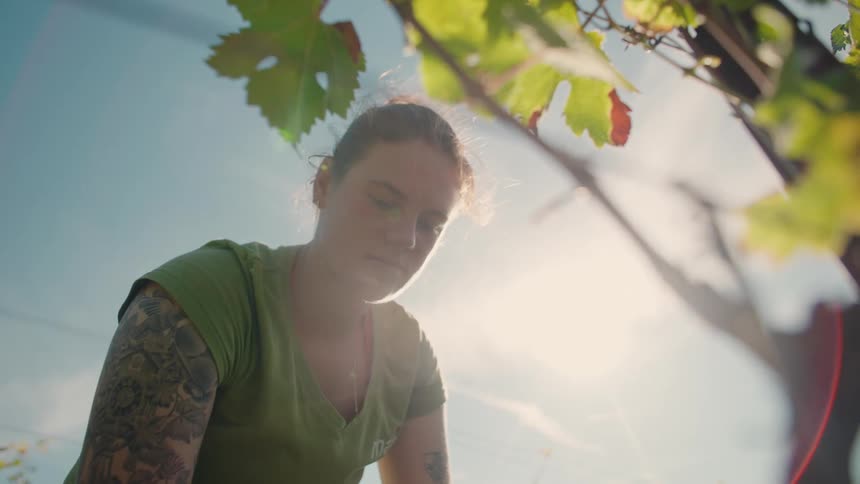 Woman with a tattoo on her arm harvesting grapes under bright sunlight