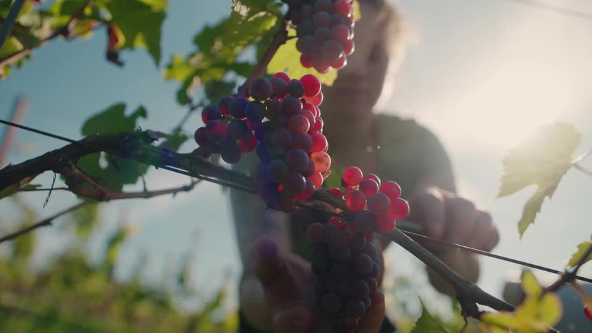 A woman picks berries from a plant branch on a sunny farm gently placing each one into a basket as she moves through the rows under the bright clear sky