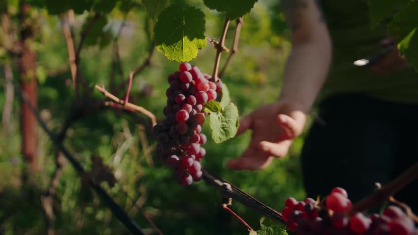 Hand holds red grape cluster while cutting the stem in sunlit vineyard