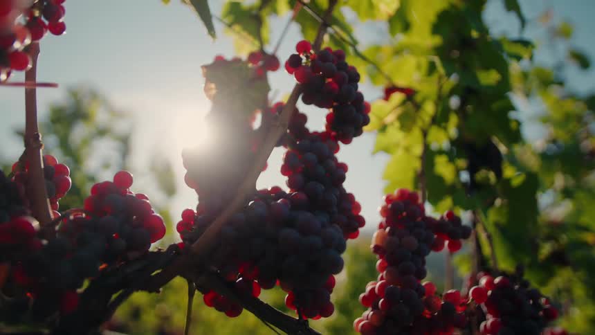 Bunches of dark red and purple grapes hang from the woody vine stems and green leaves with the bright circular sun positioned directly behind the center clusters