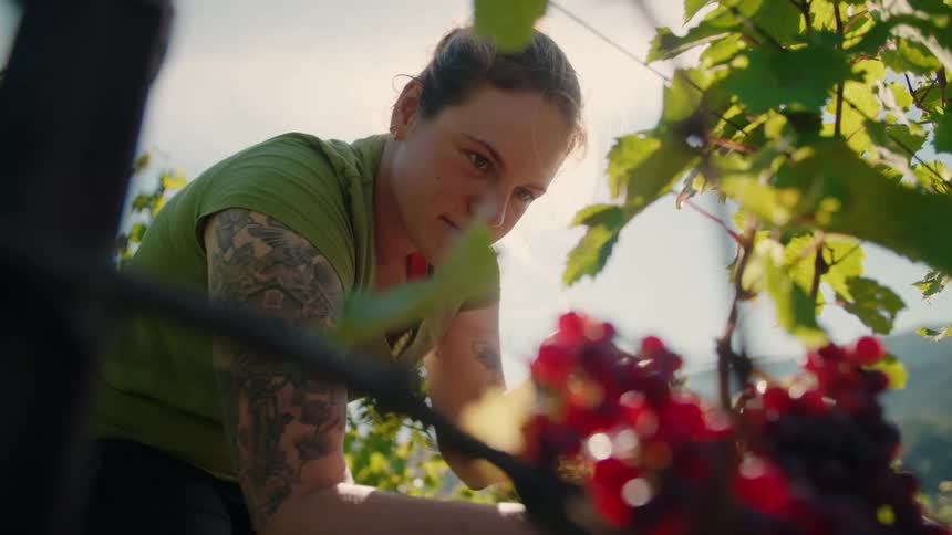Woman harvesting ripe grapes in a sunlit vineyard