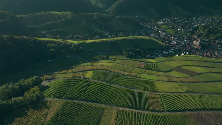 Vast green vineyards on rolling hills near a sunlit village