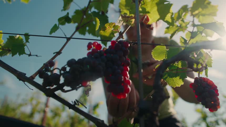 A worker carefully harvests ripe grapes from a vine against a sunny sky backdrop