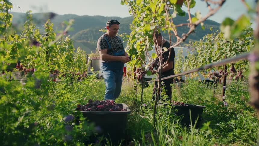 Two farmers harvesting containers of grapes in an outdoor farm during daytime