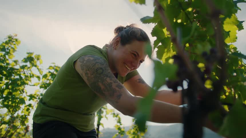 A medium upward view of a tattooed woman wearing a green shirt and smiling as she tends to the vines in a sunny vineyard framed by bright green leaves and dark grape clusters