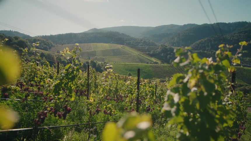 From a sun drenched vineyard a scenic view reveals rolling hills covered in neat rows of grapevines