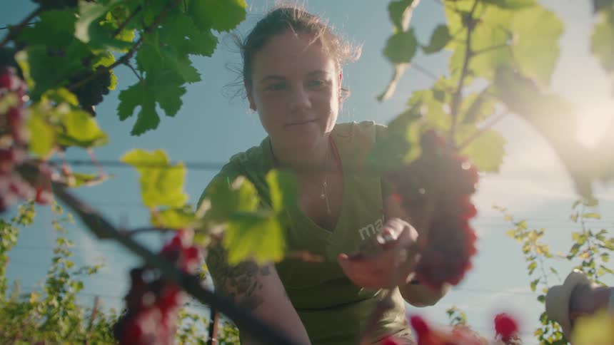 Woman harvesting ripe grape clusters in a vineyard under bright sunlight