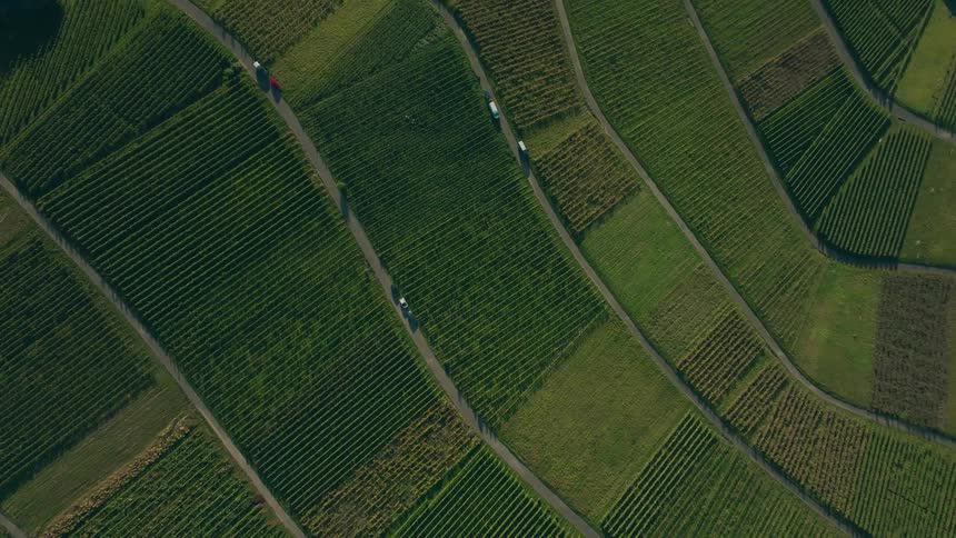 Vehicles are parked on winding roads that cut through the vast geometric patterns of a lush vineyard