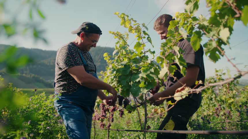 Two workers harvest grapes in a lush vineyard under clear sky with mountains in the background