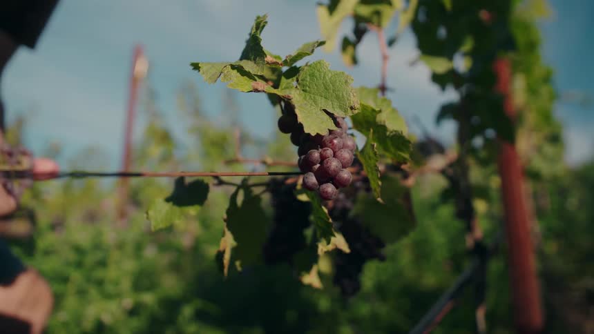 The video is a closeup shot of two hands using pruning shears to cut a small cluster of ripe red grapes from a vine the scene is set in a sunny vineyard with bright green leaves and other purple grape clusters visible in the background