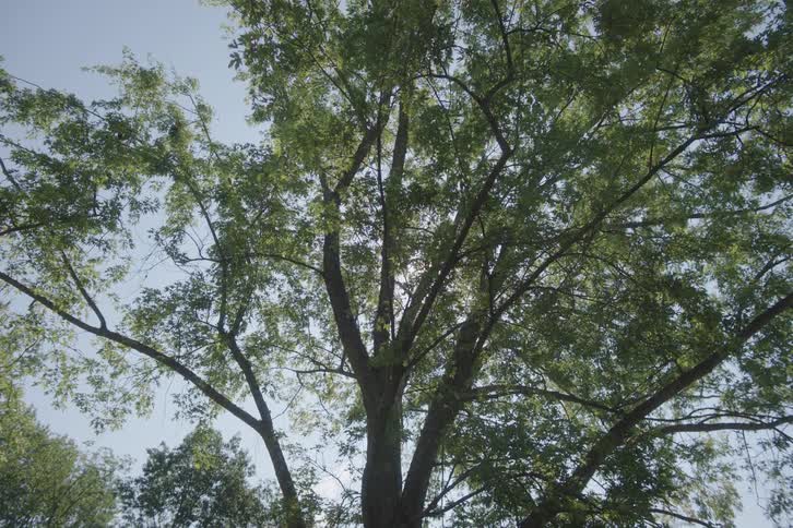 A sunbeam peeks through the leafy canopy of a tall green tree on a bright day