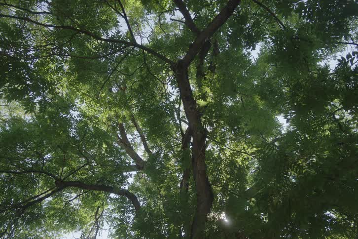 Sunlight streams through the trees