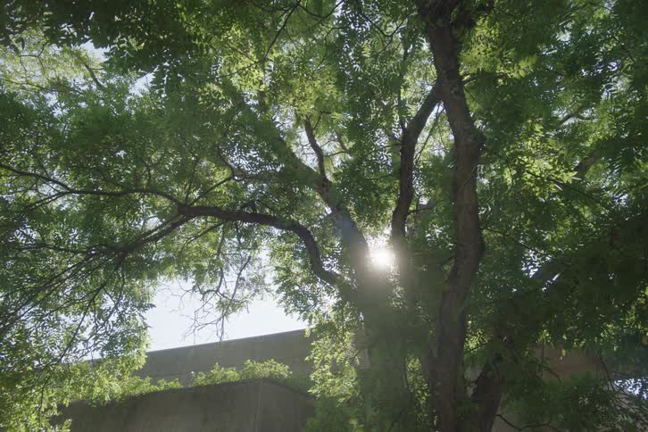Branches covered with green leaves filtering the sunlight