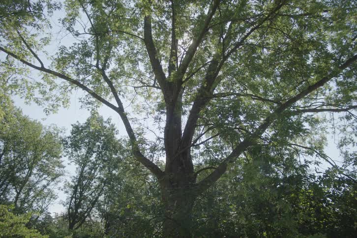 A large tree outdoors in a woodland area during daytime
