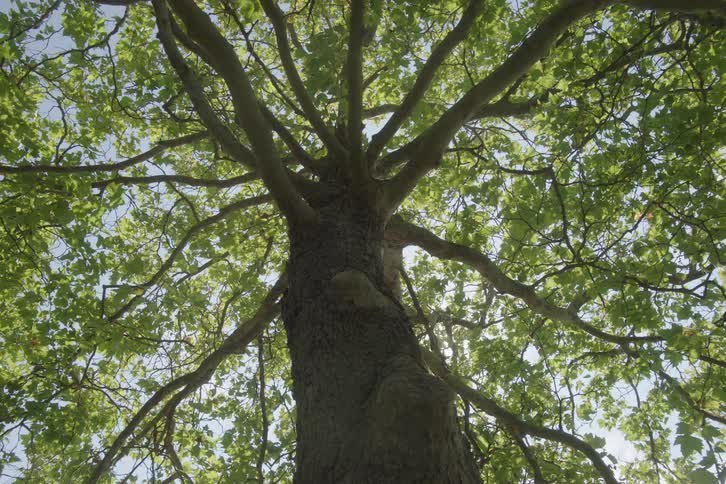 Vertical trunk of a large tree dividing into multiple spreading branches covered with bright green leaves with bright sun briefly appearing and casting a flare through the canopy and against the blue sky