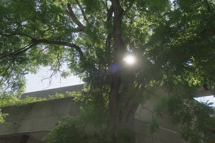 A sunlit tree with dense green leaves casts dappled light against a concrete overpass