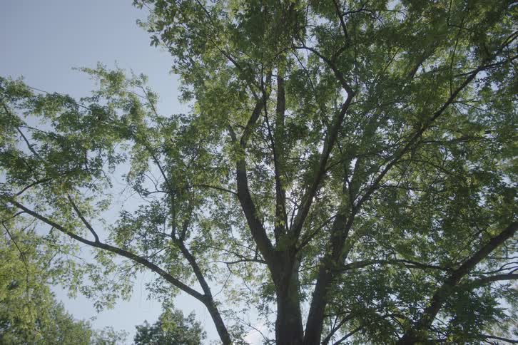 An extremely low angle shot looks up through the thick canopy of a tall tree with vibrant green leaves as a bright sun flare shines through the branches against a blue sky