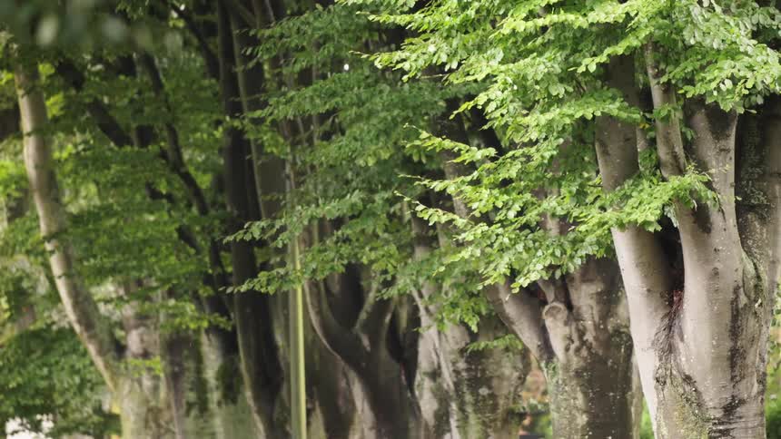A row of green smooth barked trees fading into a rainy blurred background