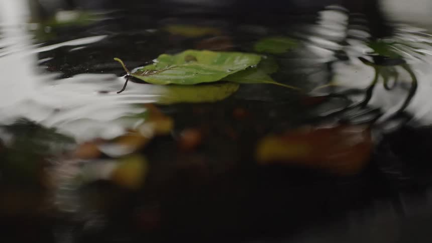 Closeup of droplet creating circular ripples on dark water and leaf dropping from a tree onto the surface of the puddle