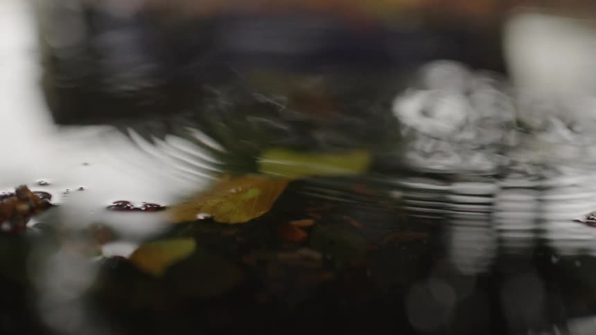 A dark water surface where drops of liquid create circular ripples and splashes disturbing the floating yellow and green leaves with another leaf falling on top of the others and a car passing across the reflection