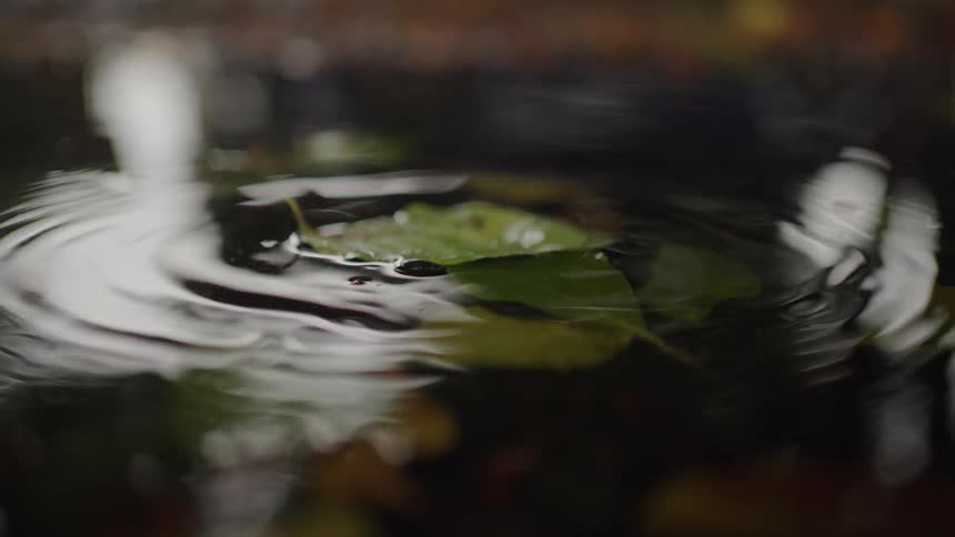 Closeup of circular ripples from a droplet on dark water with blurred reflections
