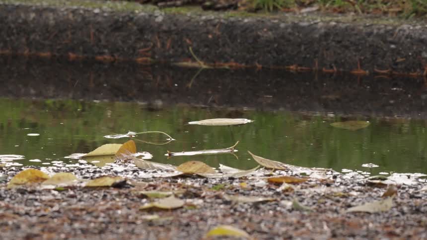The rain slowly falls on the creek