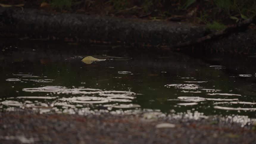 Rain showers creating gentle ripples on the surface of the river