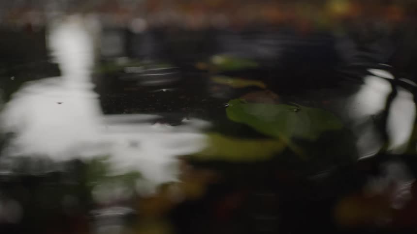 Rainwater drips slowly into the water at midday with leaves resting gently beneath the surface swaying in the clear sunlit puddle with another leaf dropping into the middle of the frame
