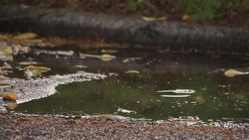 Raindrops ripple across a shallow puddle scattered with fallen leaves beside a log