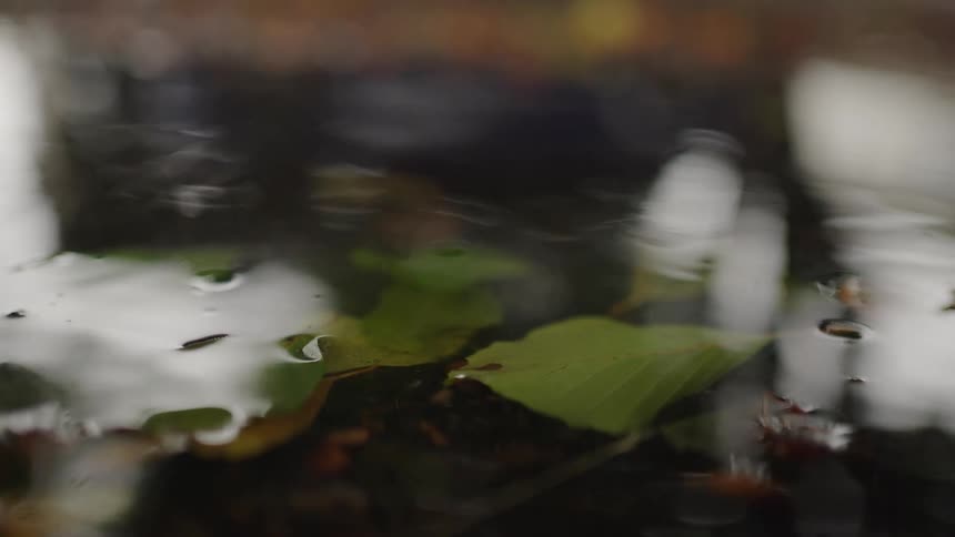 Closeup of ripples spreading across a puddle with floating green leaves