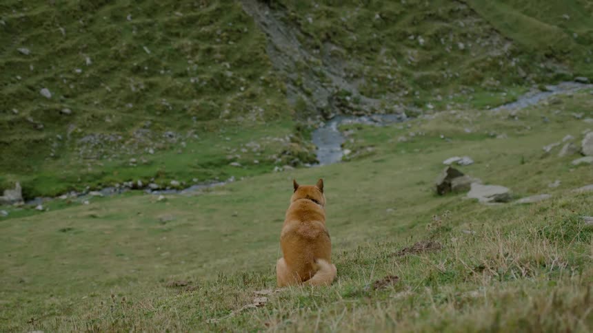 Dog sitting on a hillside watching a stream in the distance