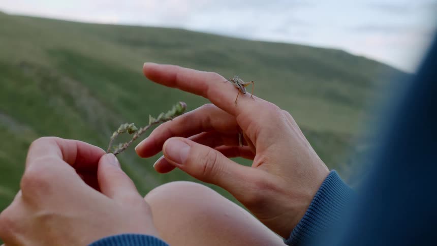 A grasshopper rests on a person hands against a green mountain landscape