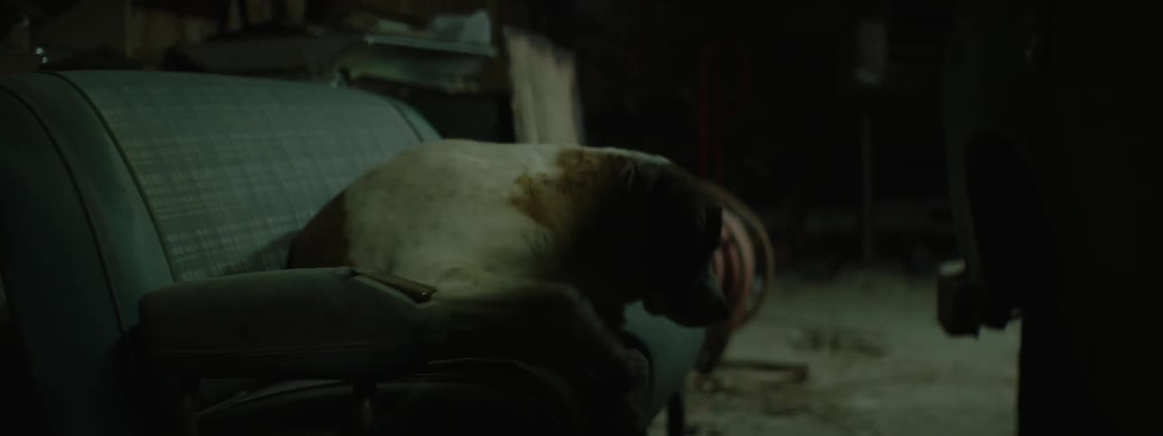 Dog jumps off of seat as lights flicker in room