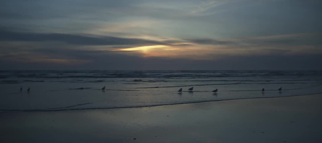 Small seabirds standing and walking in the shallow wash of the ocean waves breaking softly on a wet dark beach with a band of bright sunlight visible through a wide layer of dark clouds above the horizon