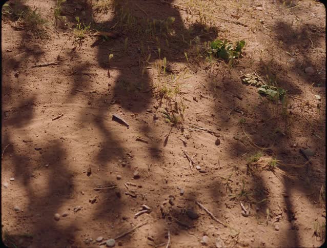 Shadows on the ground