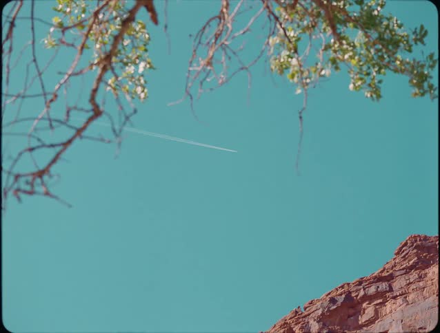 An abstract lowangle view captures leafy tree branches with white flowers hanging against a clear turquoise sky and the corner of a red rocky canyon wall