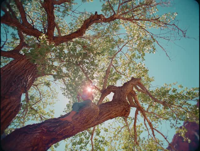 A person relaxes on a large sun dappled tree branch against a clear blue sky