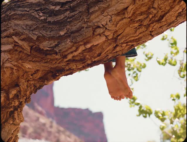 A person climbs a tree and sits barefoot on a sturdy branch soaking in the warmth of a sunny day as light filters through the leaves above